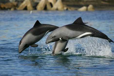 A group of Hector's Dolphins